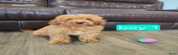 Cavapoo dogs for sale: Adorable F1B Cavapoo puppies for sale  - Advert 13