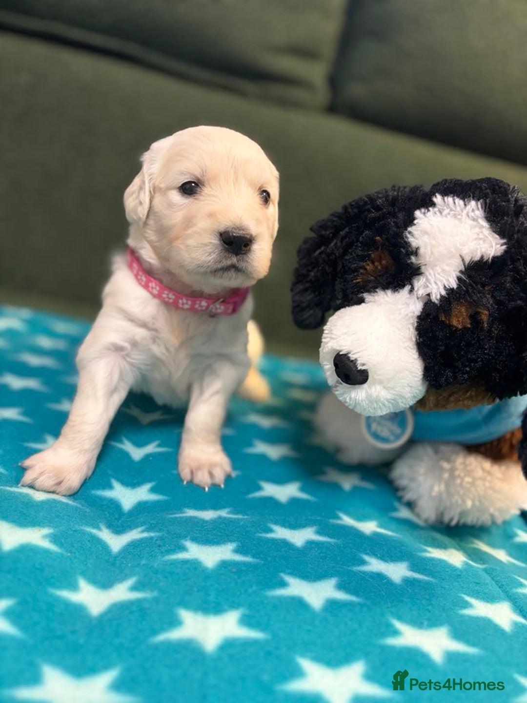 Golden Retriever dogs for sale: Championship line KC Golden Retriever puppies - Image 24