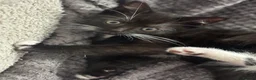 Mixed Breed cats for sale: Playful kittens  in Ipswich - Advert 10