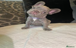 French Bulldog dogs for sale: Micro Frenchie Puppies – KC Registered - Image 8