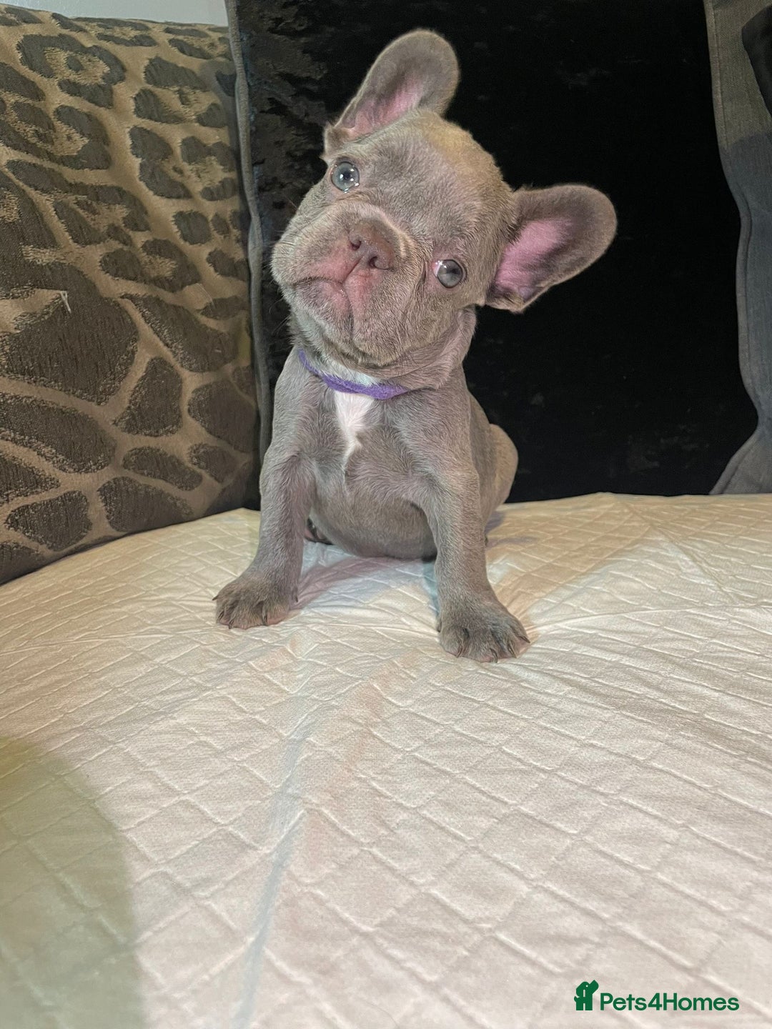 French Bulldog dogs for sale: Micro Frenchie Puppies – KC Registered - Image 8