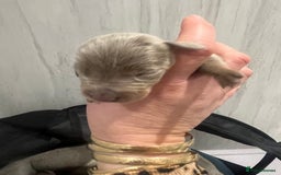 Dachshund dogs for sale:  dachshund miniature - Image 11