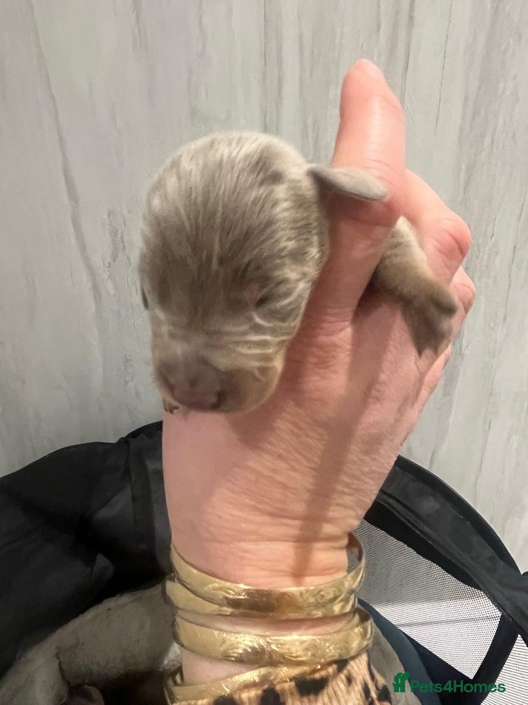 Dachshund dogs for sale:  dachshund miniature - Image 11