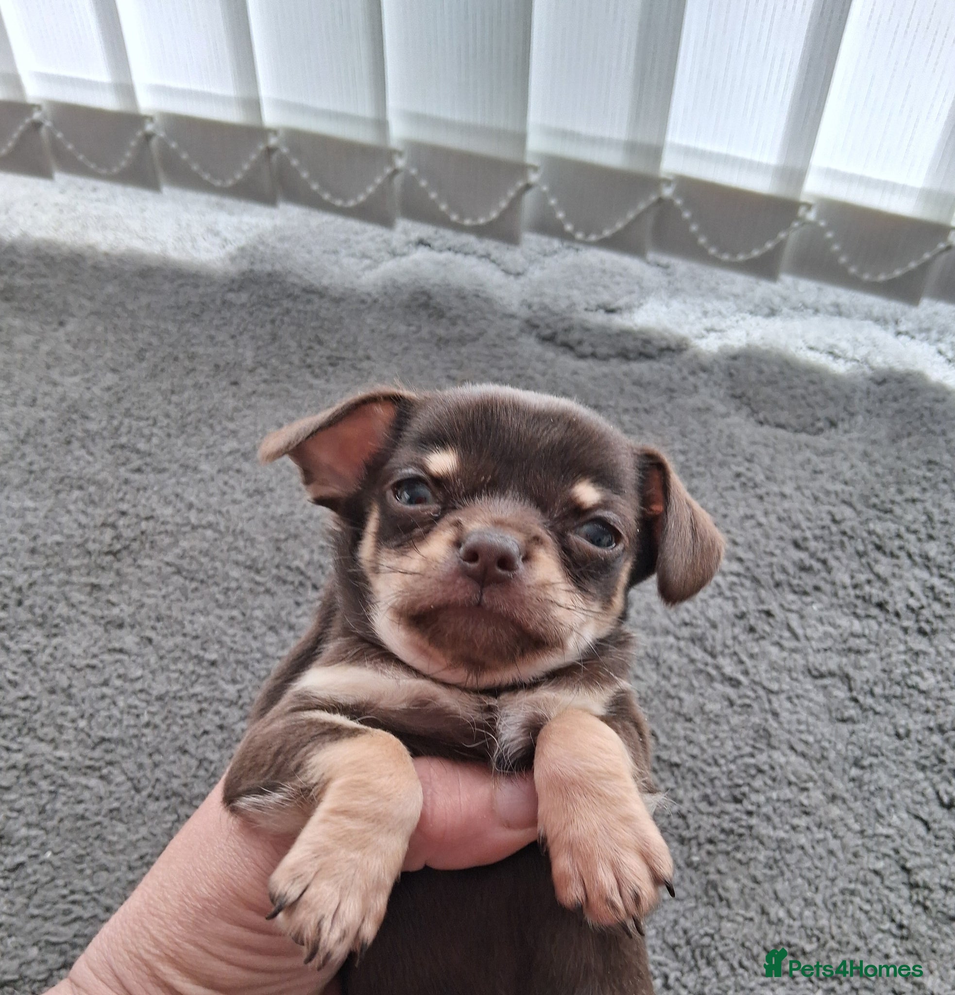 Chihuahua dogs Chihuahua last Girl puppy left now - Advert 18