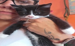 Maine Coon cats for sale: Stunning maincoon cross kittens  - Image 8