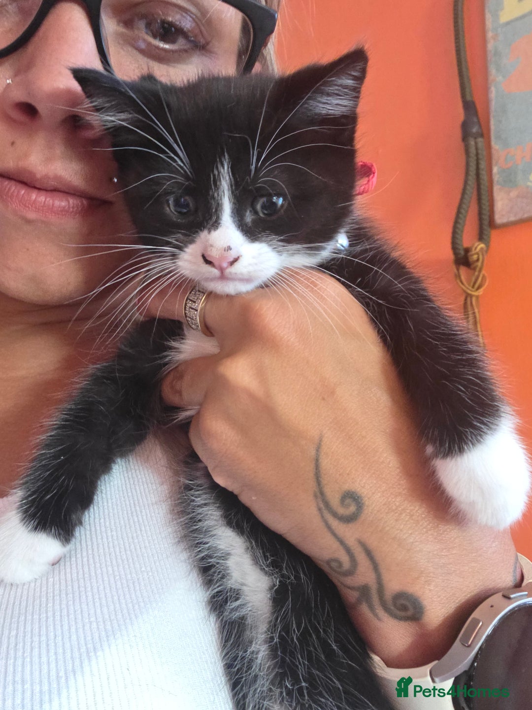 Maine Coon cats for sale: Stunning maincoon cross kittens  - Image 8