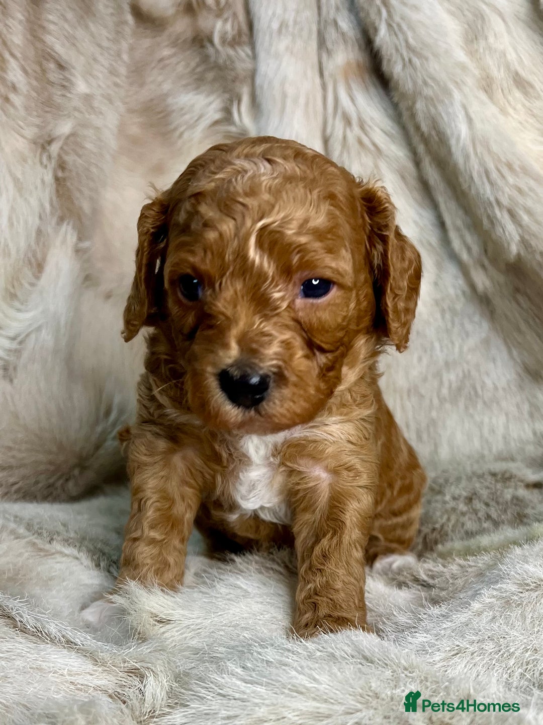 Cavapoochon dogs for sale: 5 ⭐️ LICENSED BREEDER HEALTH TESTED CAVAPOOCHONS - Advert 17