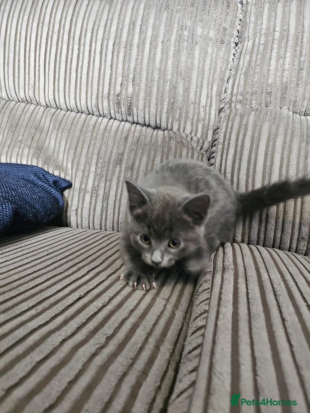 Mixed Breed cats for sale: 9 week old kittens looking forever homes - Advert 3
