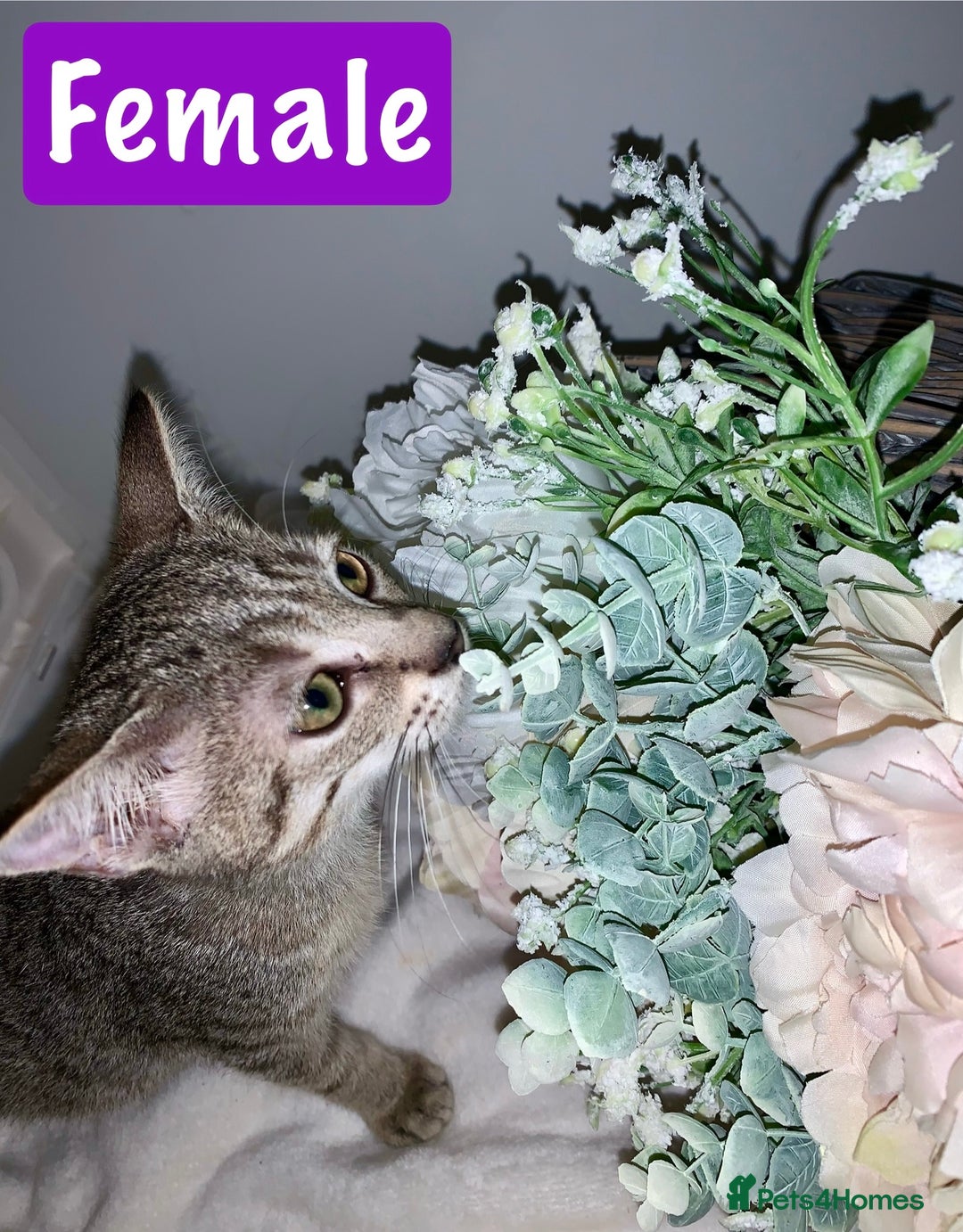 Mixed Breed cats for sale: Beautiful kittens Ready now Open to offers  in Chester - Image 7