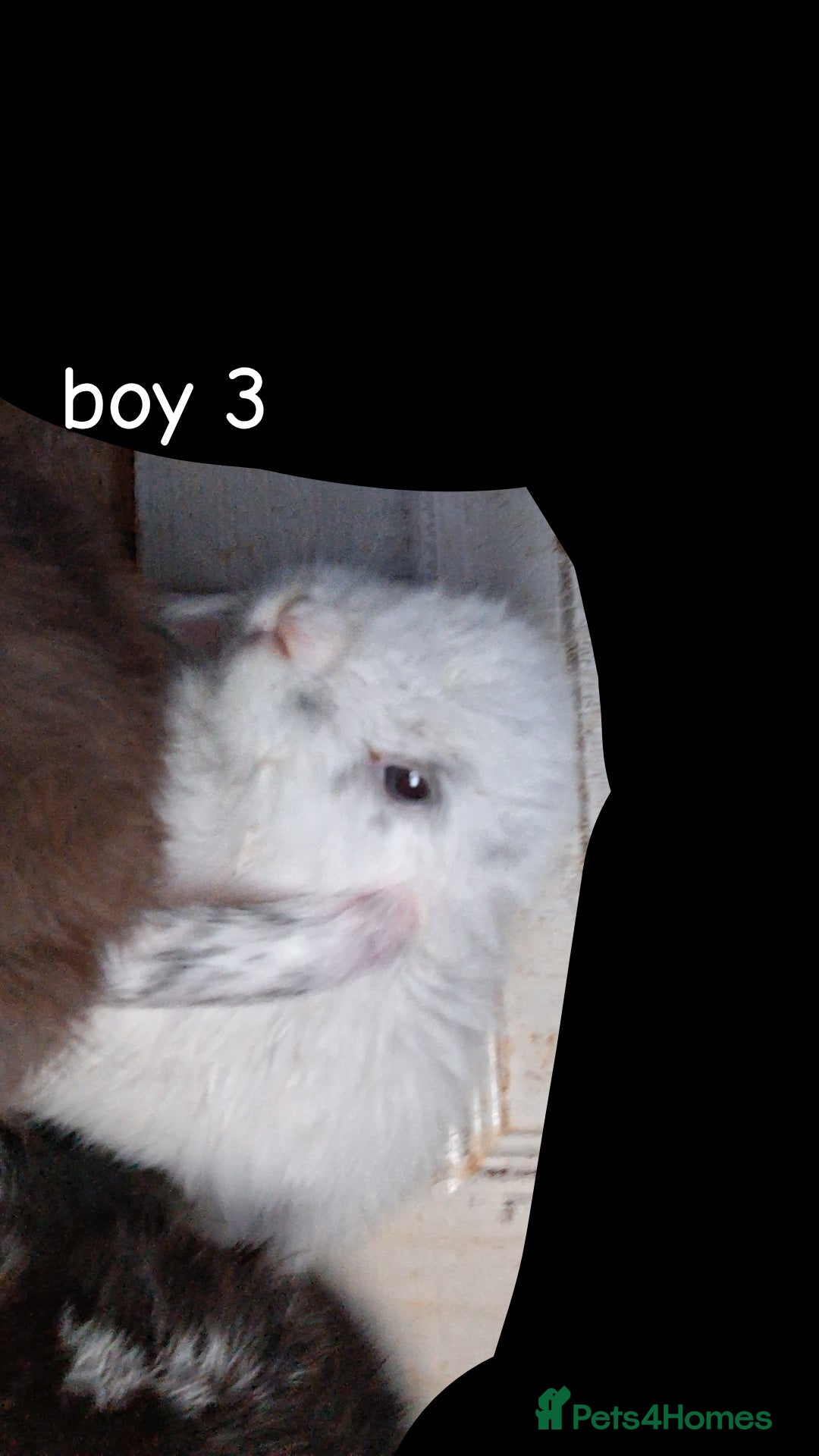 Mini Lop rabbits for sale: 6 beautiful mini lops both male amd female - Image 12