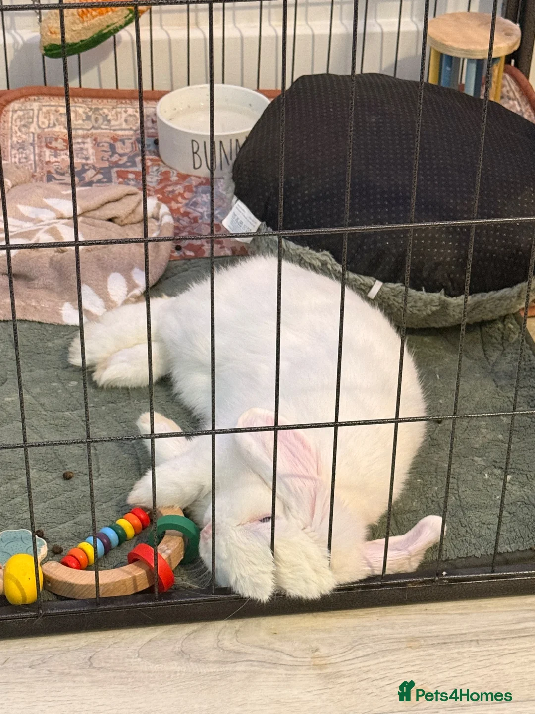 Mini Lop rabbits for sale: Snowy in Bristol - Advert 2