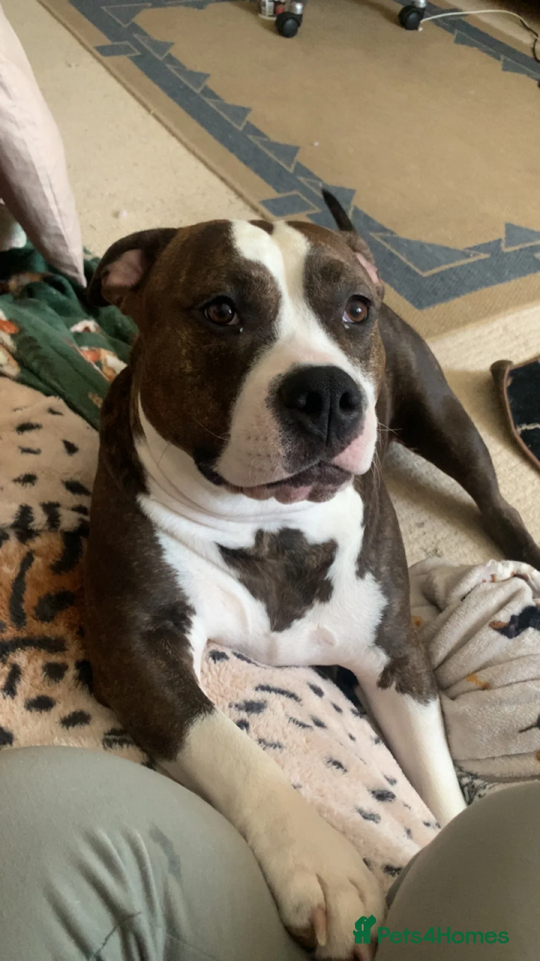 Mixed Breed dogs for sale: 4 year old Skye - Advert 2