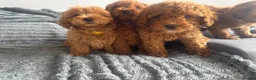 Cockapoo dogs for sale: F2 Cockapoo Puppies READY TO LEAVE 2 girls remain - Advert 1