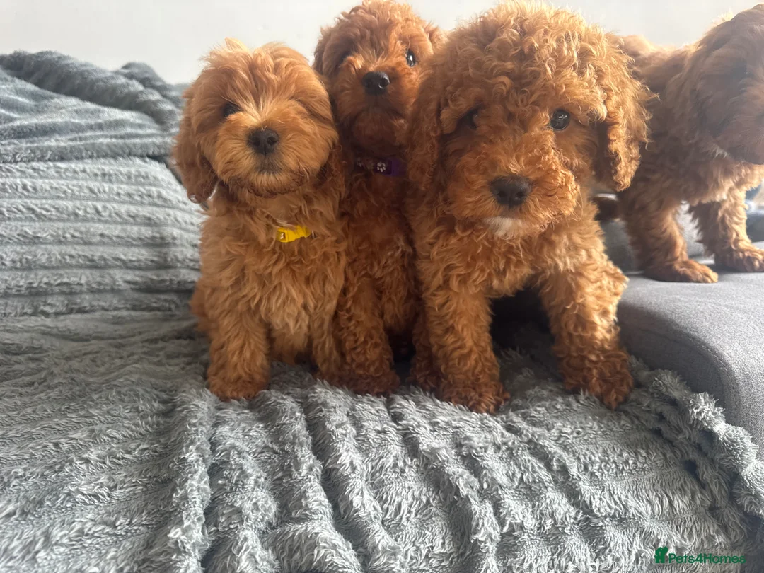 Cockapoo dogs for sale: F2 Cockapoo Puppies READY TO LEAVE 2 girls remain - Advert 1