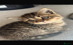 British Shorthair cats for sale: 🐾✨British Shorthair × Silver Tabby Kittens✨🐾 - Image 2