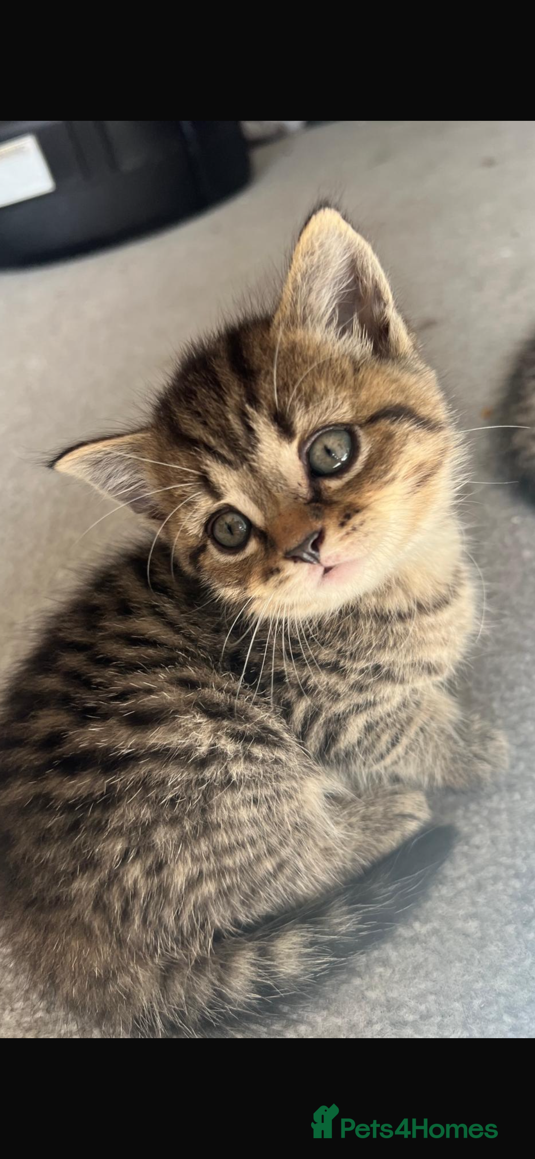 British Shorthair cats for sale: 🐾✨British Shorthair × Silver Tabby Kittens✨🐾 - Image 2