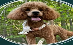Miniature Poodle dogs for sale: Beautiful Miniature Poodles For Sale  - Image 9