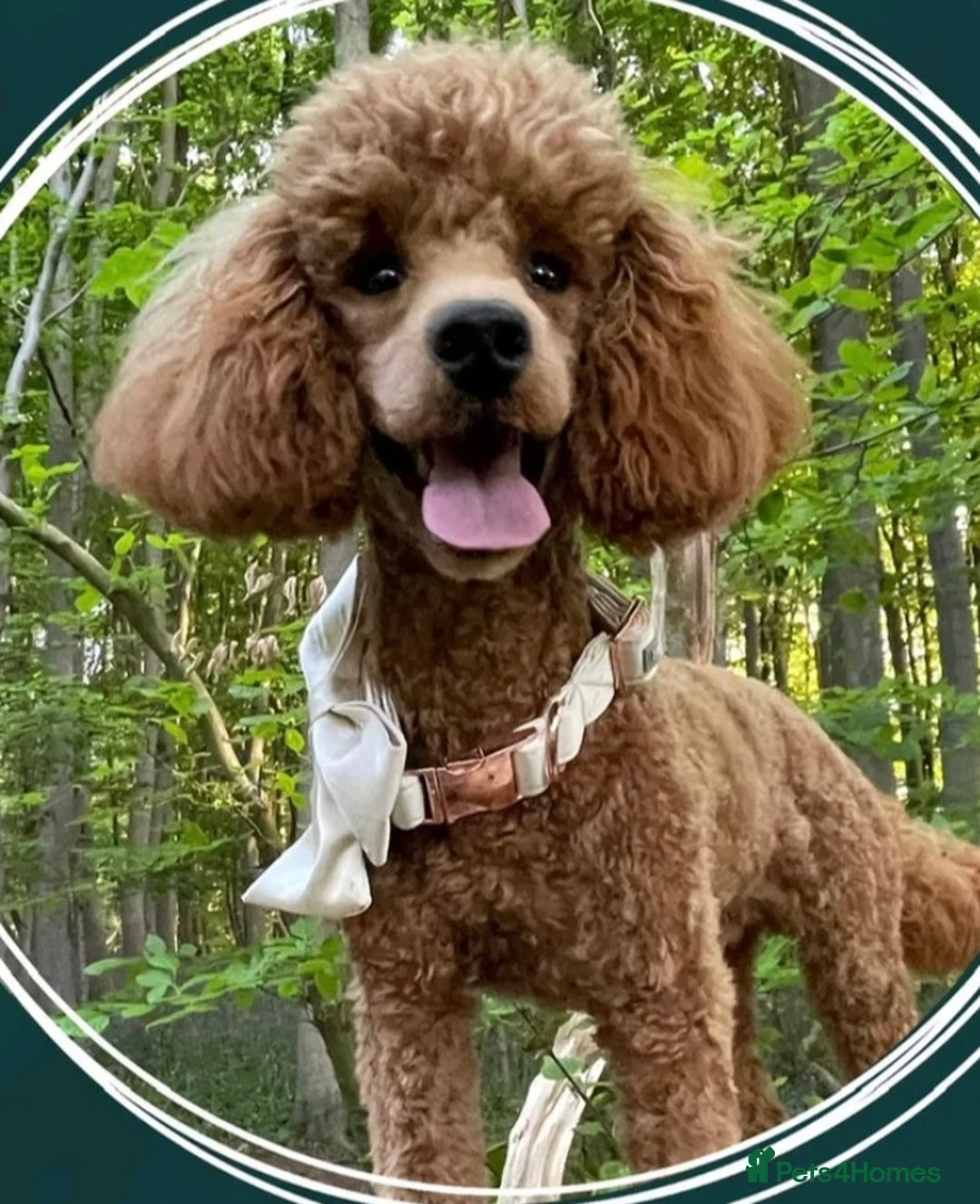 Miniature Poodle dogs for sale: Beautiful Miniature Poodles For Sale  - Image 9