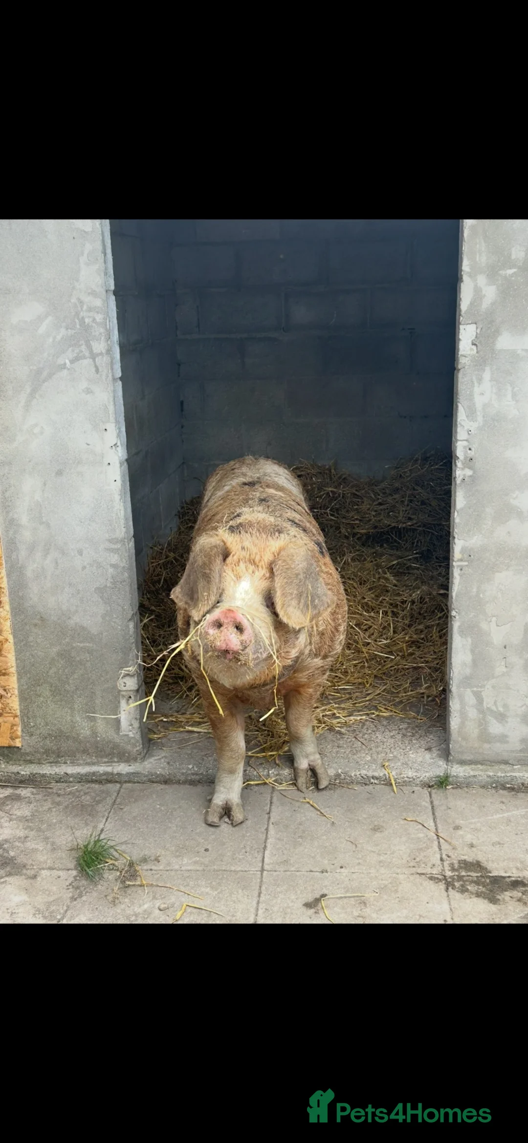 Pig livestock for sale: Oxford Sandy and Black Boar - Advert 2
