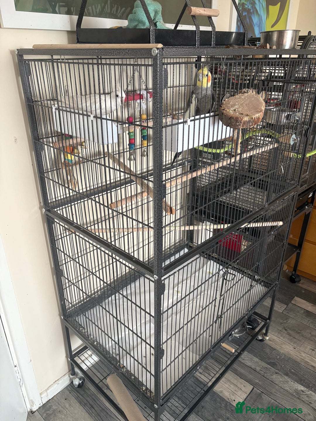 Cockatiels birds for sale: Cockatiel couple with cage and accessories  - Image 5