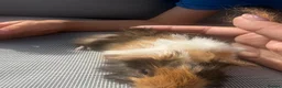 Guinea Pig rodents for sale: RESERVED 5 baby guinea pigs available 21st June - Advert 9