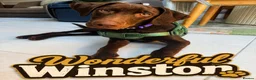 Labrador Retriever dogs for sale: Winston – 6-Month-Old Chocolate Labrador in Addlestone - Advert 15
