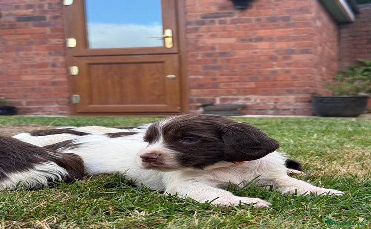 English Springer Spaniel dogs - Advert 2