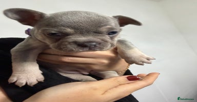 French Bulldog dogs - Advert 3
