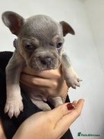 French Bulldog dogs - Advert 6