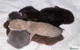British Shorthair cats for sale: Cat with 6 kittens  - Image 15