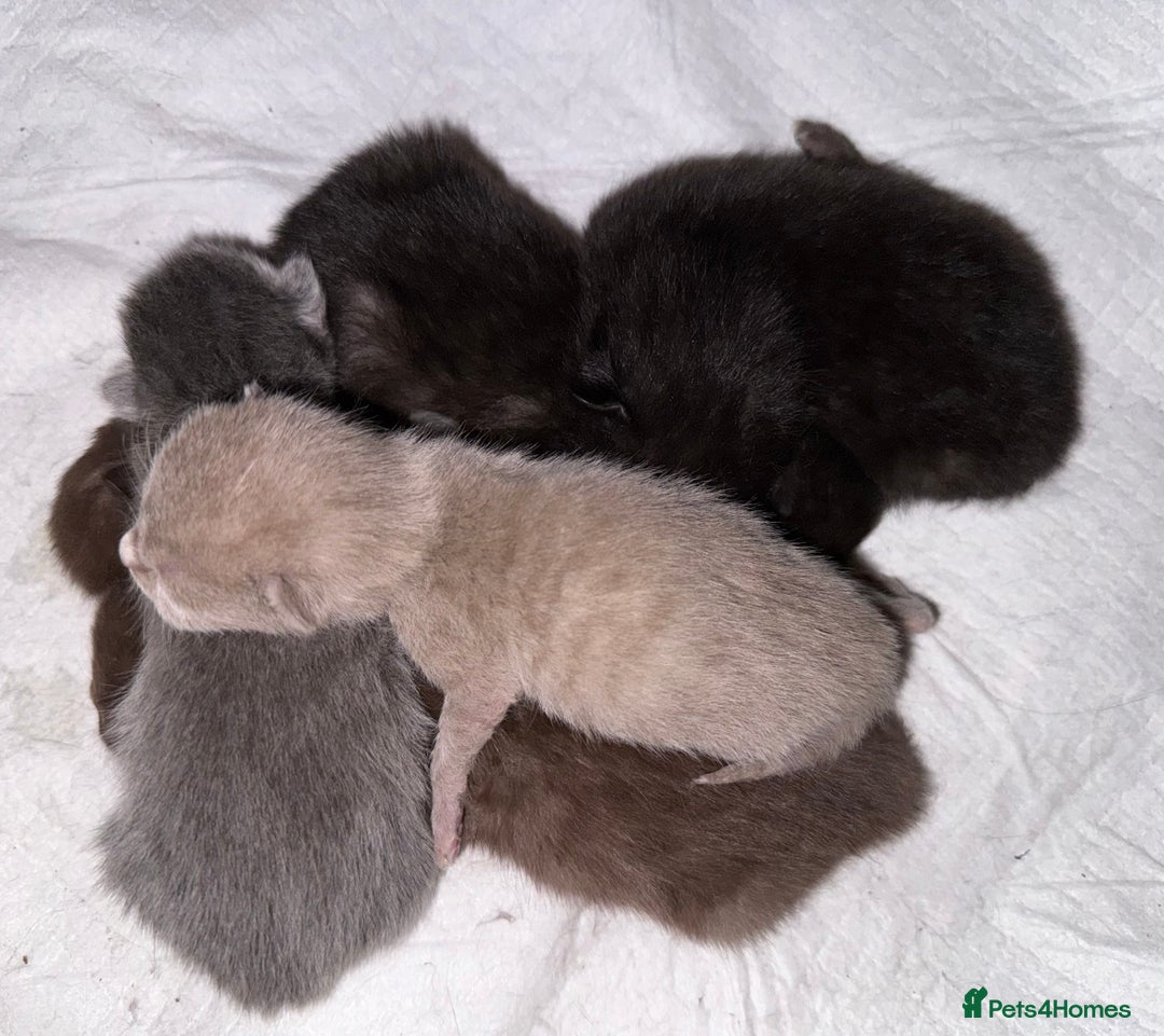 British Shorthair cats for sale: Cat with 6 kittens  - Image 15