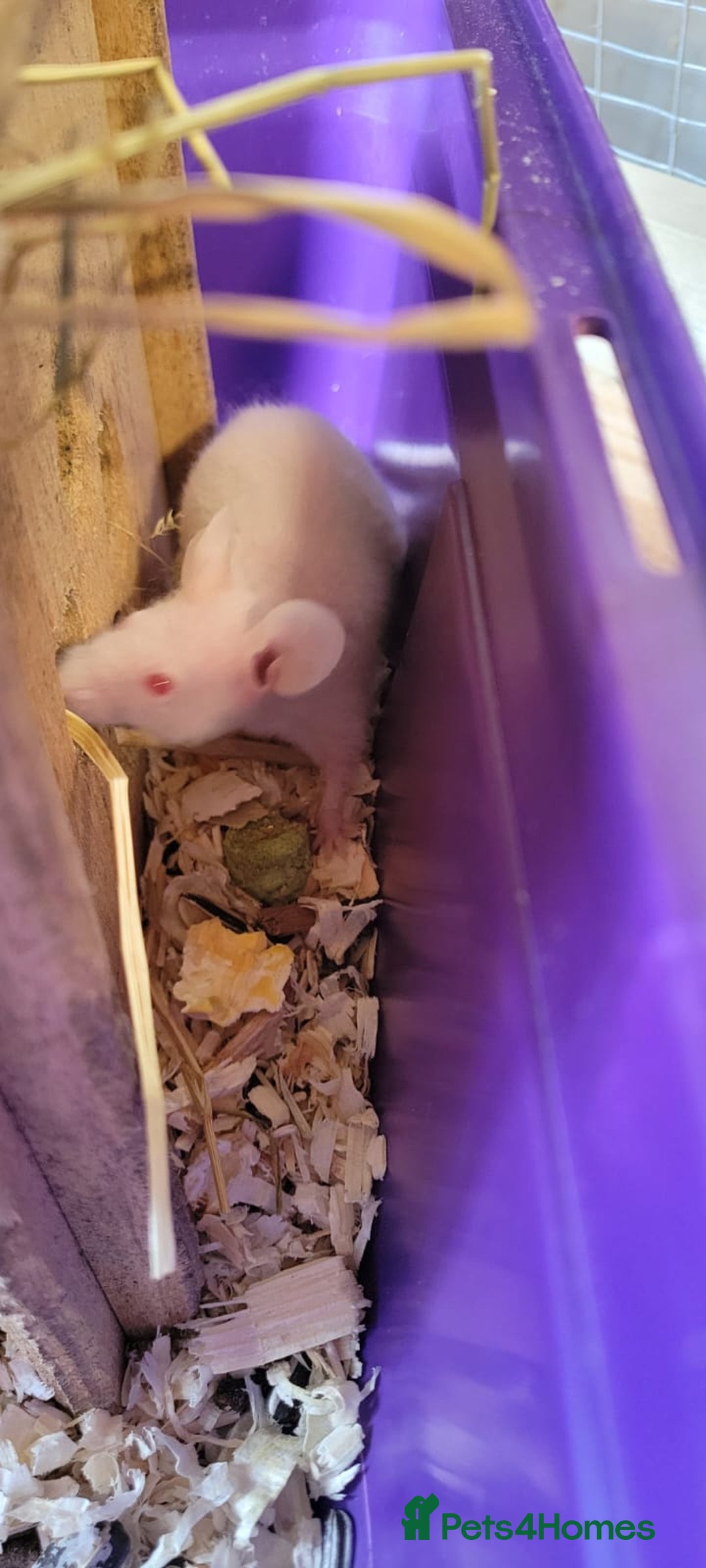 Mouse rodents for sale: Naked mice - Advert 2