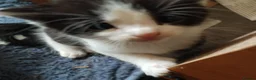 Mixed Breed cats for sale: Adorable kittens for sale in Ellesmere Port - Advert 14