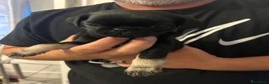 Pug Puppy 3