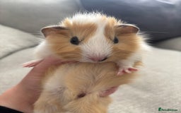 Guinea Pig rodents for sale: Female baby Guinea Pigs - Image 3