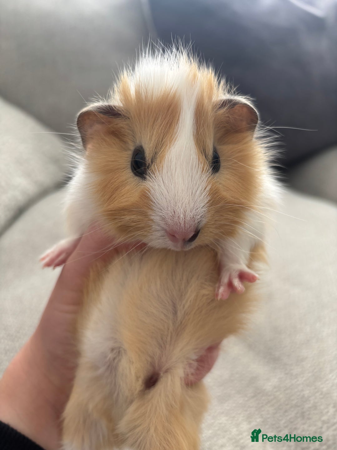 Guinea Pig rodents for sale: Female baby Guinea Pigs - Image 3