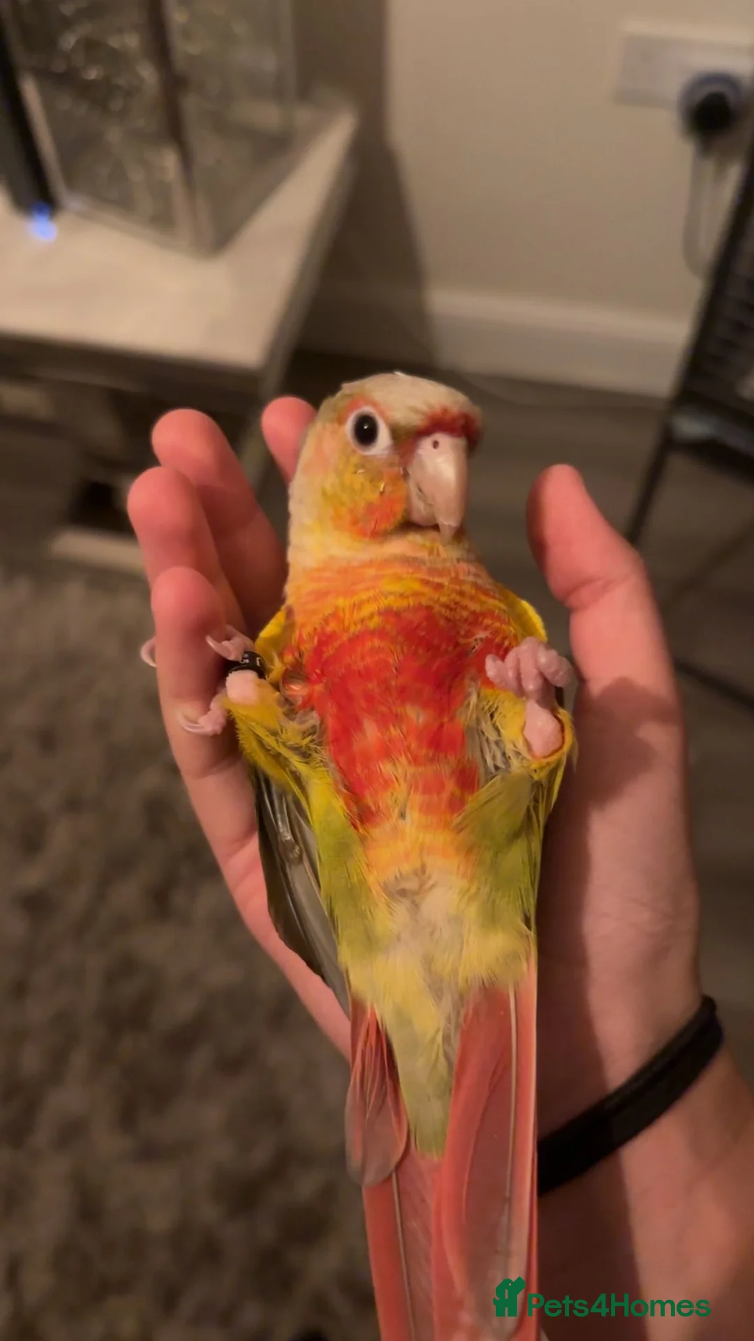 Conures birds for sale: Green cheek conure 11months for sale £500  - Advert 2