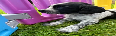 Sprocker 7