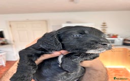 Cockapoo dogs for sale: Cocker Spaniel x Cockapoo Puppies Ready Soon  - Image 16