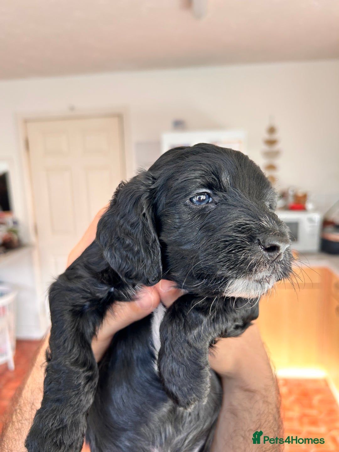 Cockapoo dogs for sale: Cocker Spaniel x Cockapoo Puppies Ready Soon  - Image 16