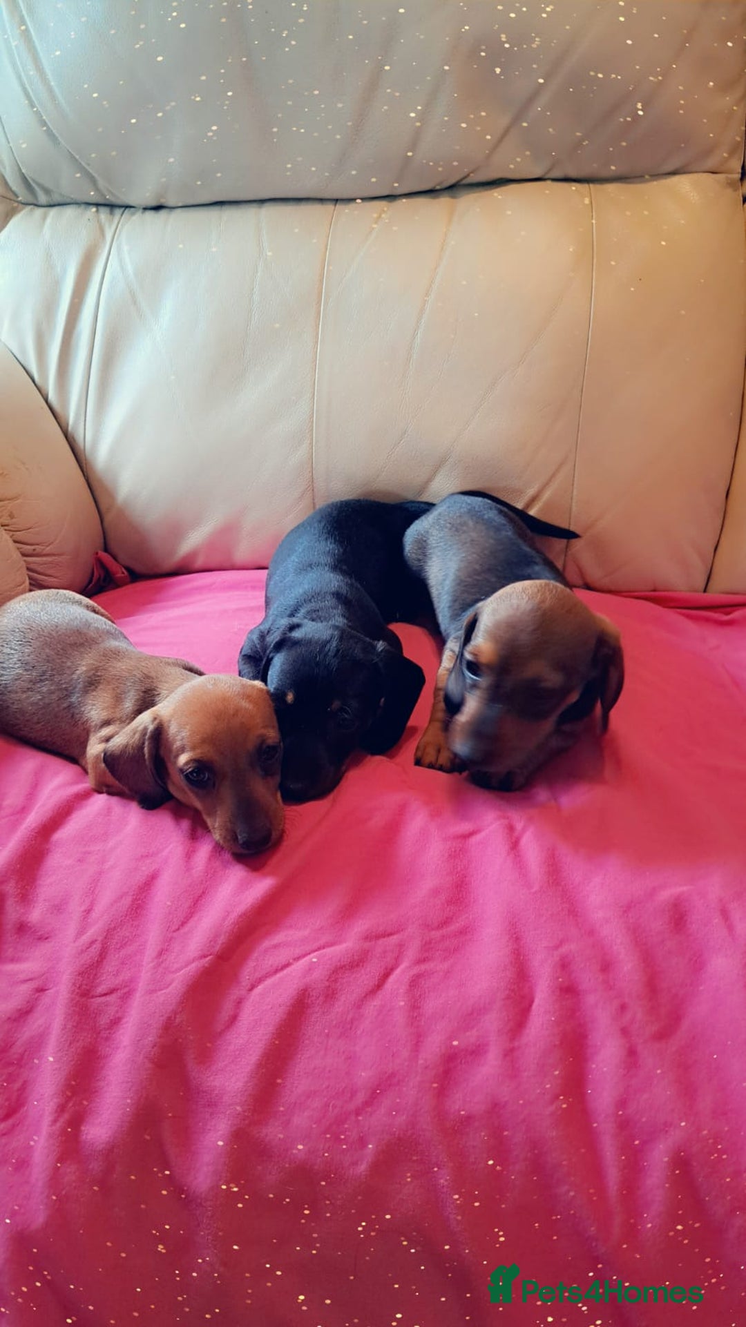 Dachshund dogs for sale: 3 miniature dachshund puppies  - Image 6