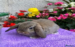 Mini Lop rabbits for sale: Gorgeous Baby Mini Lop Boy Ready Now - Image 3
