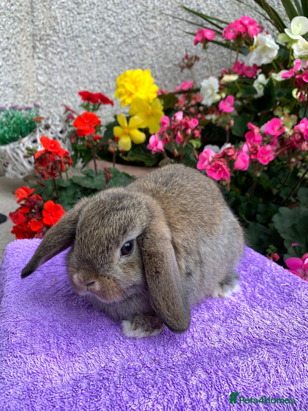 Mini Lop rabbits for sale: Gorgeous Baby Mini Lop Boy Ready Now - Image 3