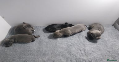 Staffordshire Bull Terrier dogs - Advert 8