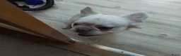 French Bulldog dogs for sale: Rare Fluffy French Bulldog 14 months old - Advert 2