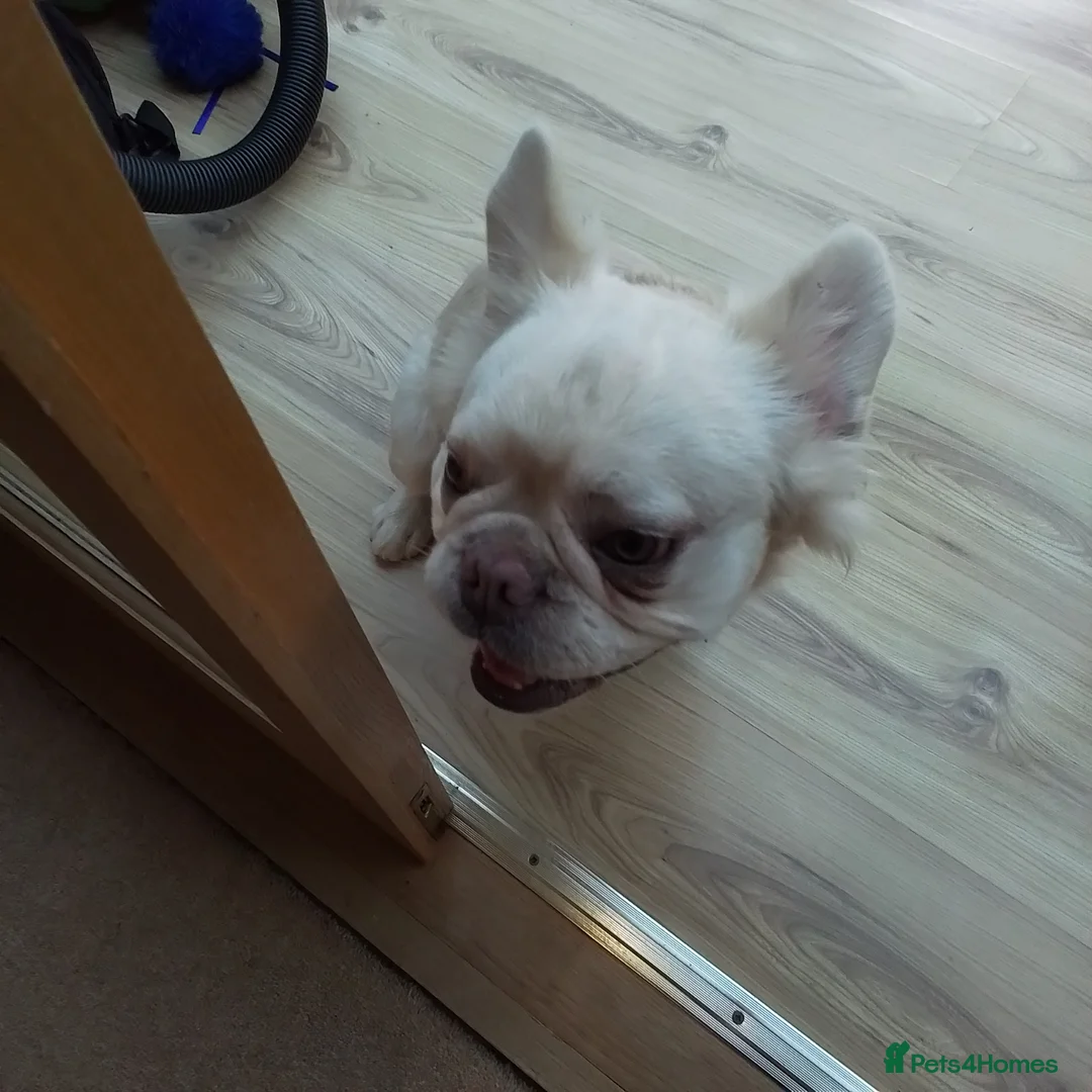 French Bulldog dogs for sale: Rare Fluffy French Bulldog 14 months old - Advert 2