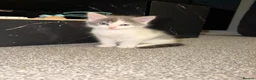 Mixed Breed cats for sale: Kittens for sale - Advert 2