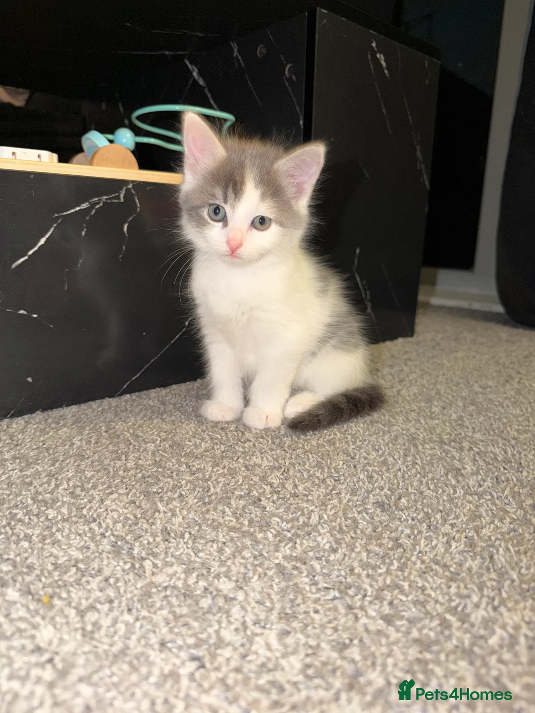 Mixed Breed cats for sale: Kittens for sale - Advert 2
