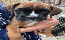 Boxer dogs for sale: READY TO GO - Chunky KC registered Boxer pups - Image 20