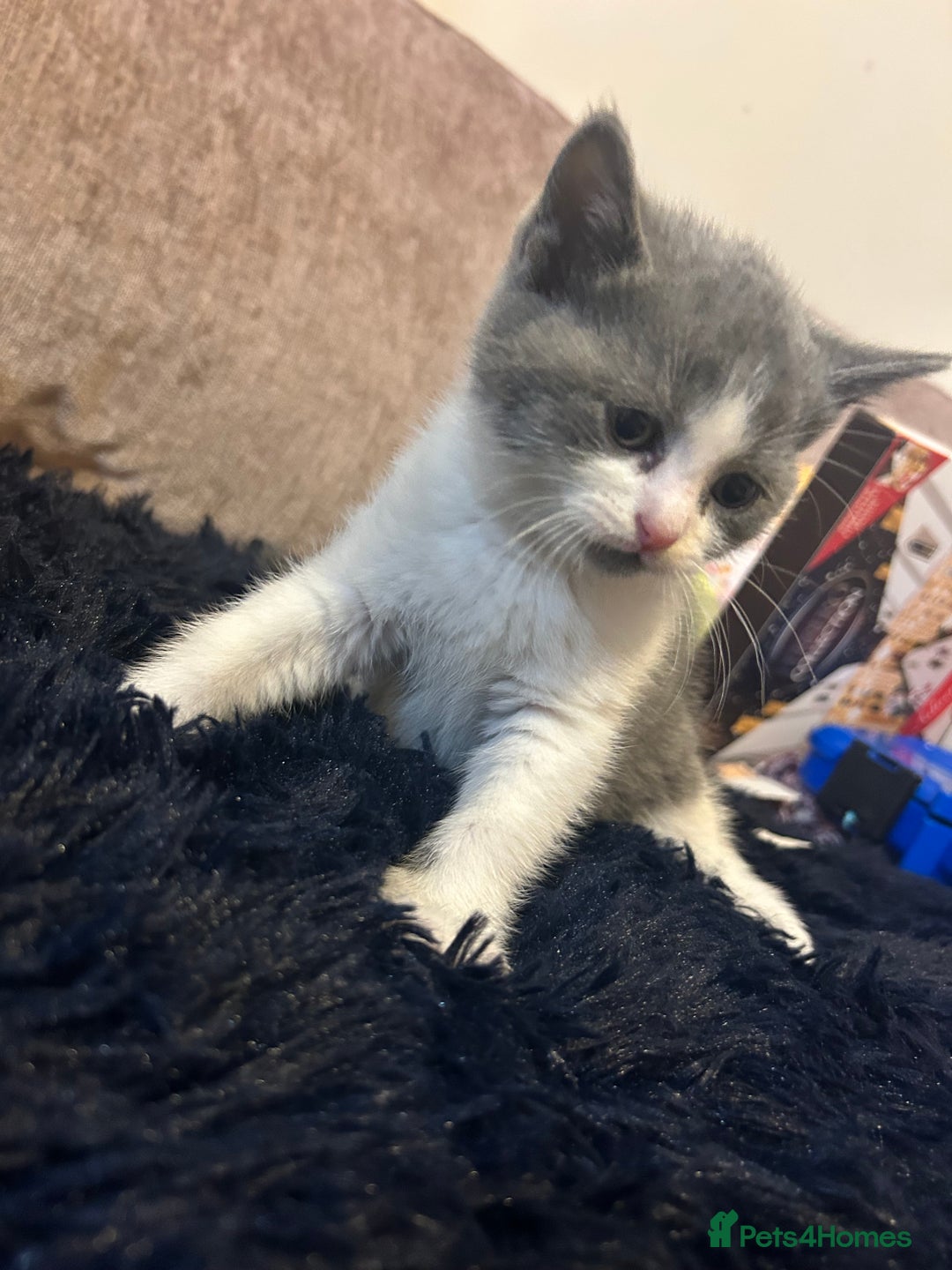 British Shorthair cats for sale: British shorthair kitten  - Advert 9